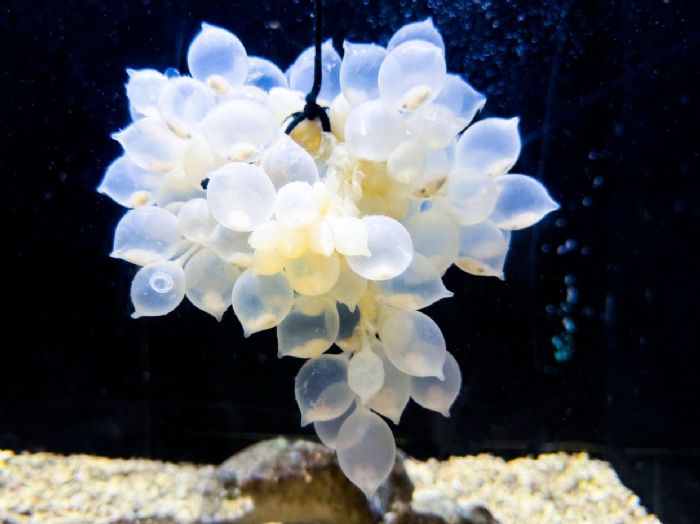 虎斑烏賊寶寶萌萌現身！屏東海生館夏日海洋季歡樂開展，一起探索神祕的海洋新生命